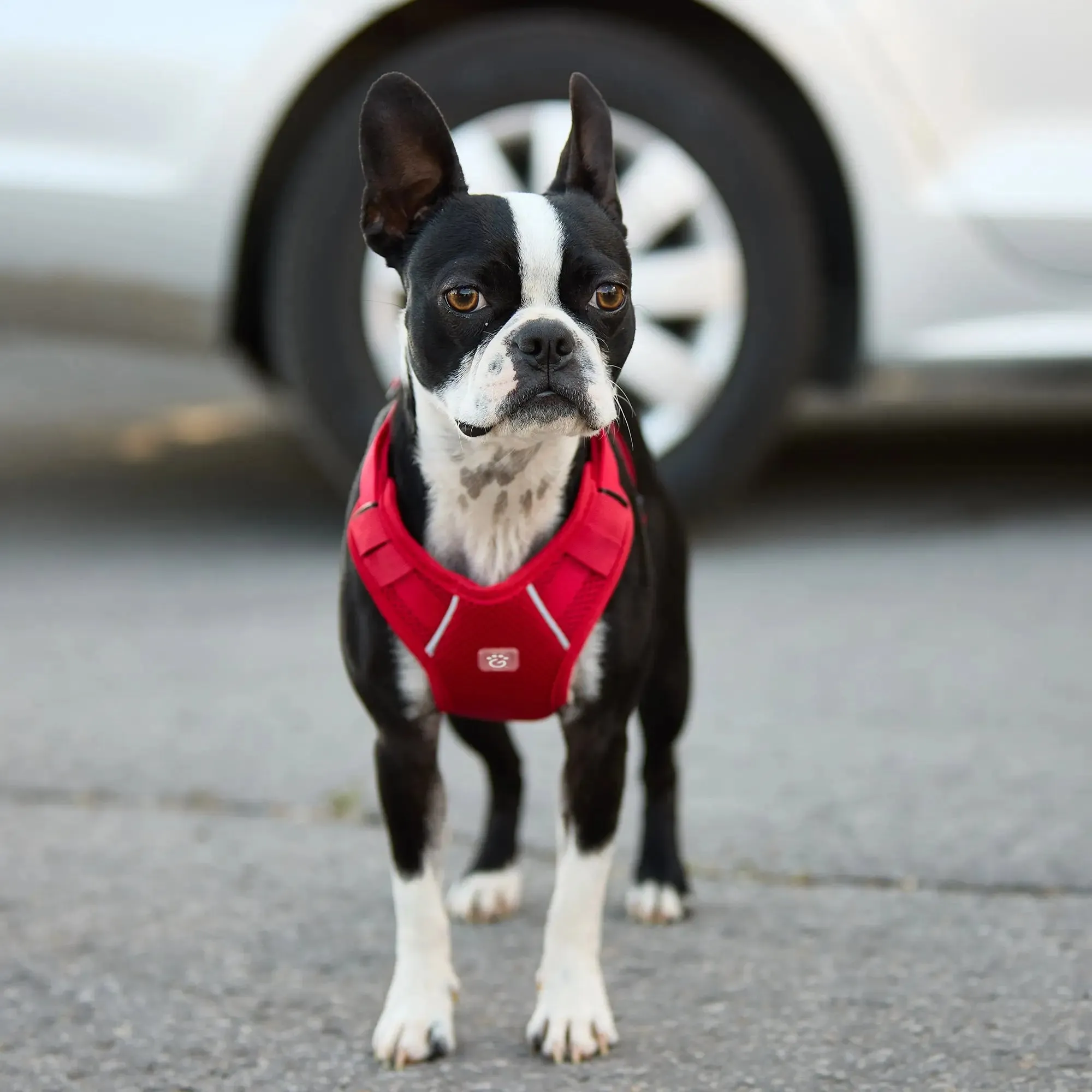 Dog Travel Harness