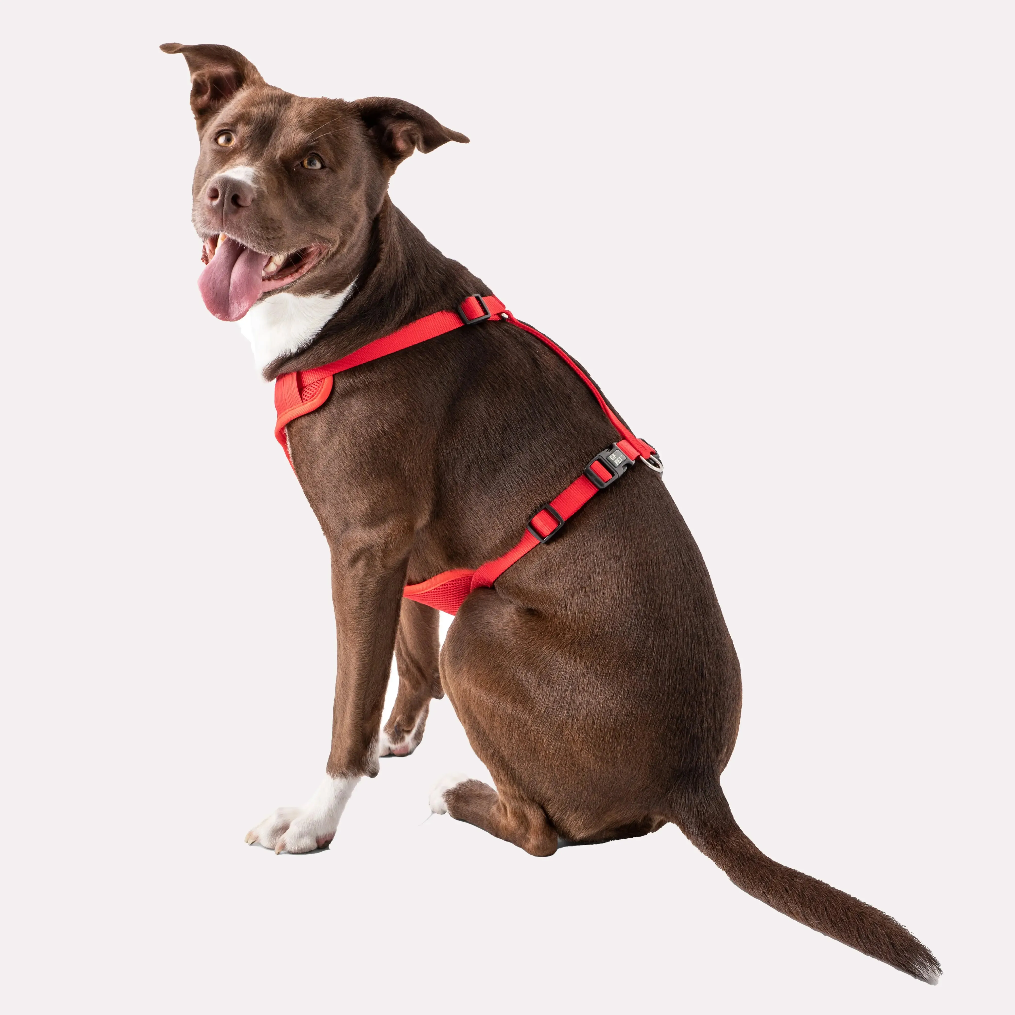 Dog Travel Harness