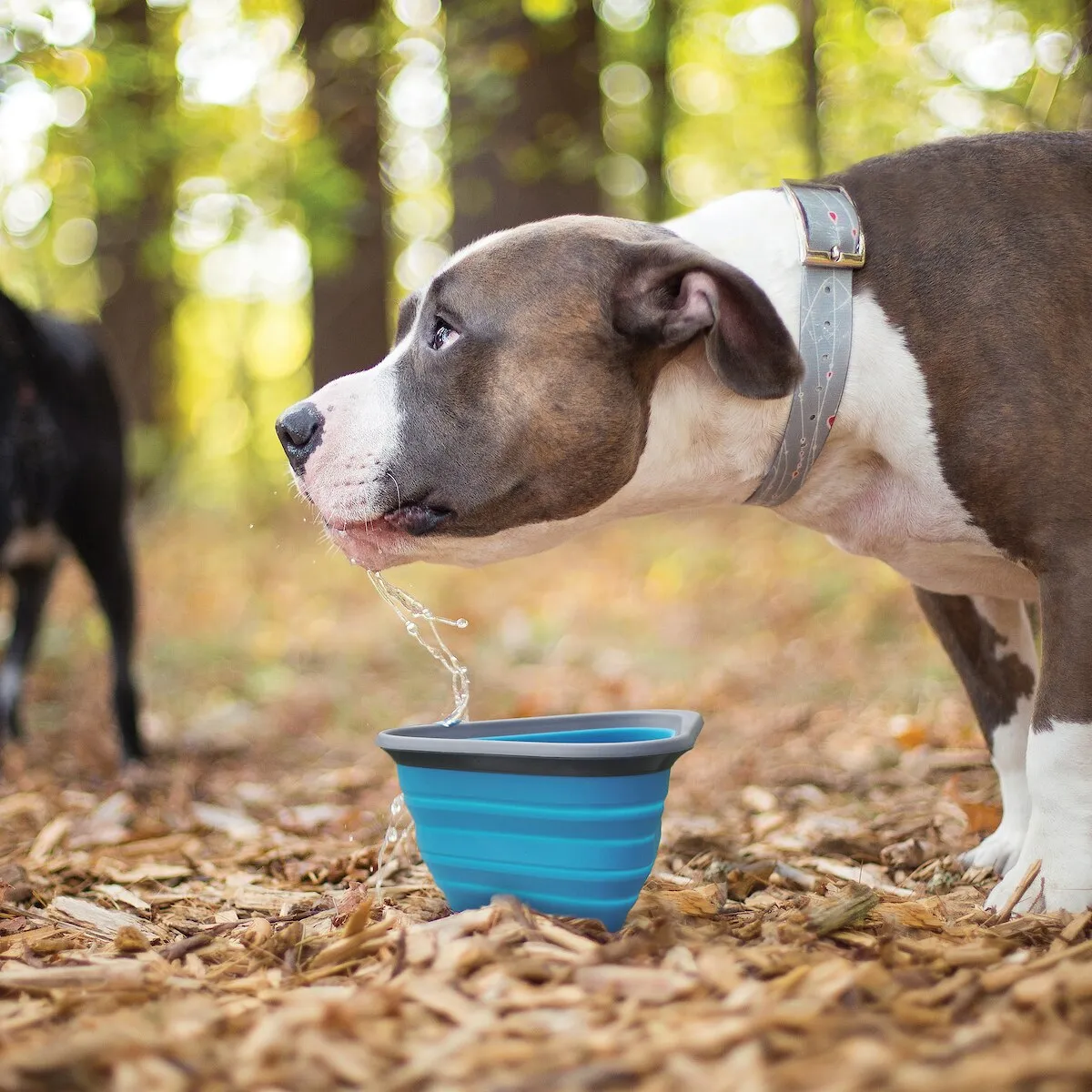 Mash N' Stash Collapsible Dog Bowl